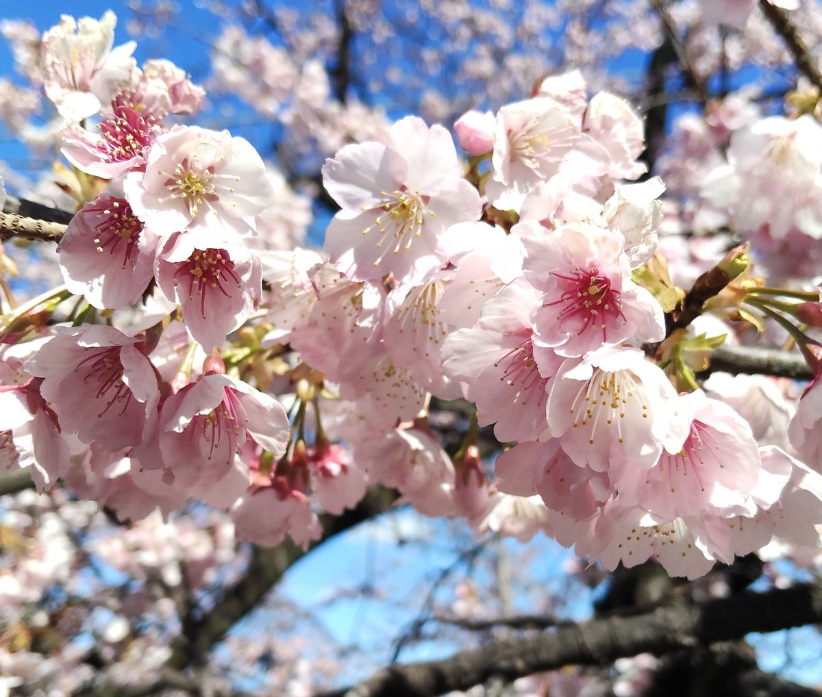 春、今年の早咲き桜🌸