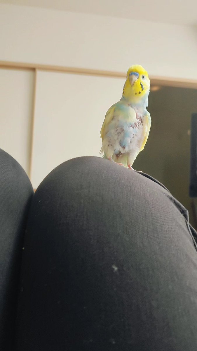 紙と布で花をつくる人|青い紫陽花と、2羽の鳥のいる暮らし tweet media