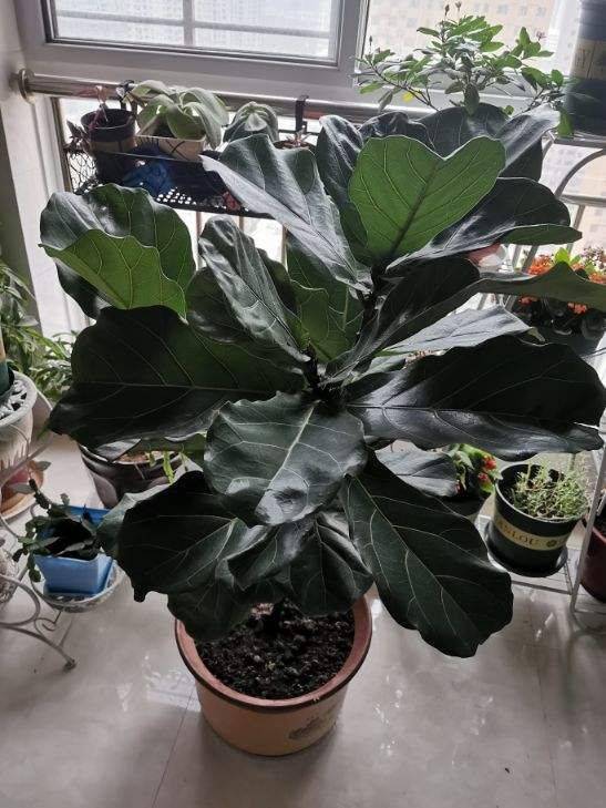 live_as_i_want's tweet photo. " Quick Plant Care Tip: Yellowing Leaves Check for Overwatering! Stick your finger 2-3 inches into soil—if it’s still wet, hold off on watering. Most houseplants prefer drying out a bit between drinks!  #PlantParentHacks #GreenThumbs" https://t.co/26E9eMKJ8j