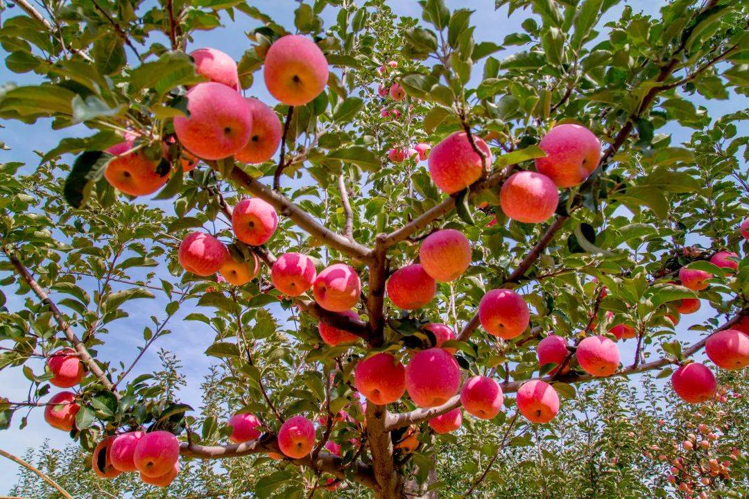 Gold Vautrnse 🟡. tweet media