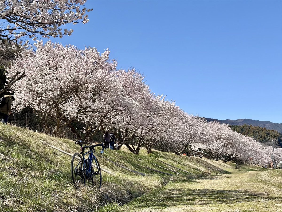 YH28330's tweet photo. 春めき桜がモッコモコ！
河津桜→おかめ桜→春めき桜とくれば、いよいよソメイヨシノですね🌸 https://t.co/q2xVpMIy4s