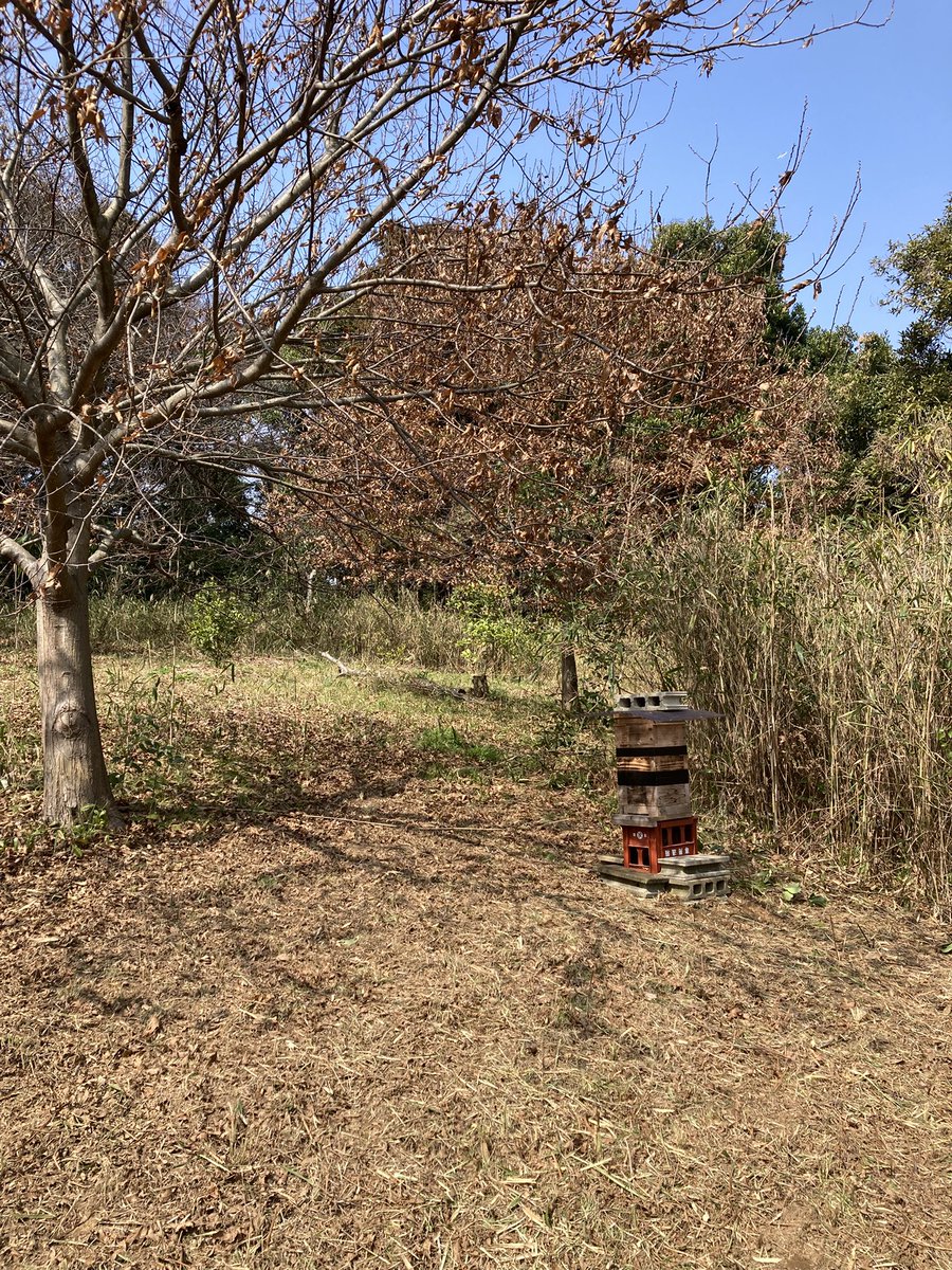 furoco1980's tweet photo. 去年、3基あったミツバチの巣が全滅。
今年は1からやり直し。夏は木陰になるよう栗の木の下に設置してしました。冬は落葉してるから朝からポカポカの場所。さぁいつでもいらっしゃいませ。 https://t.co/CQmuTM4f1i