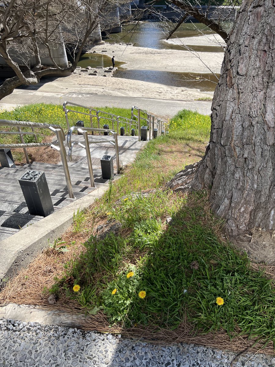 ピーサン tweet media