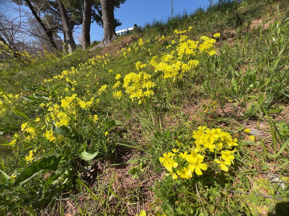 ピーサン tweet media