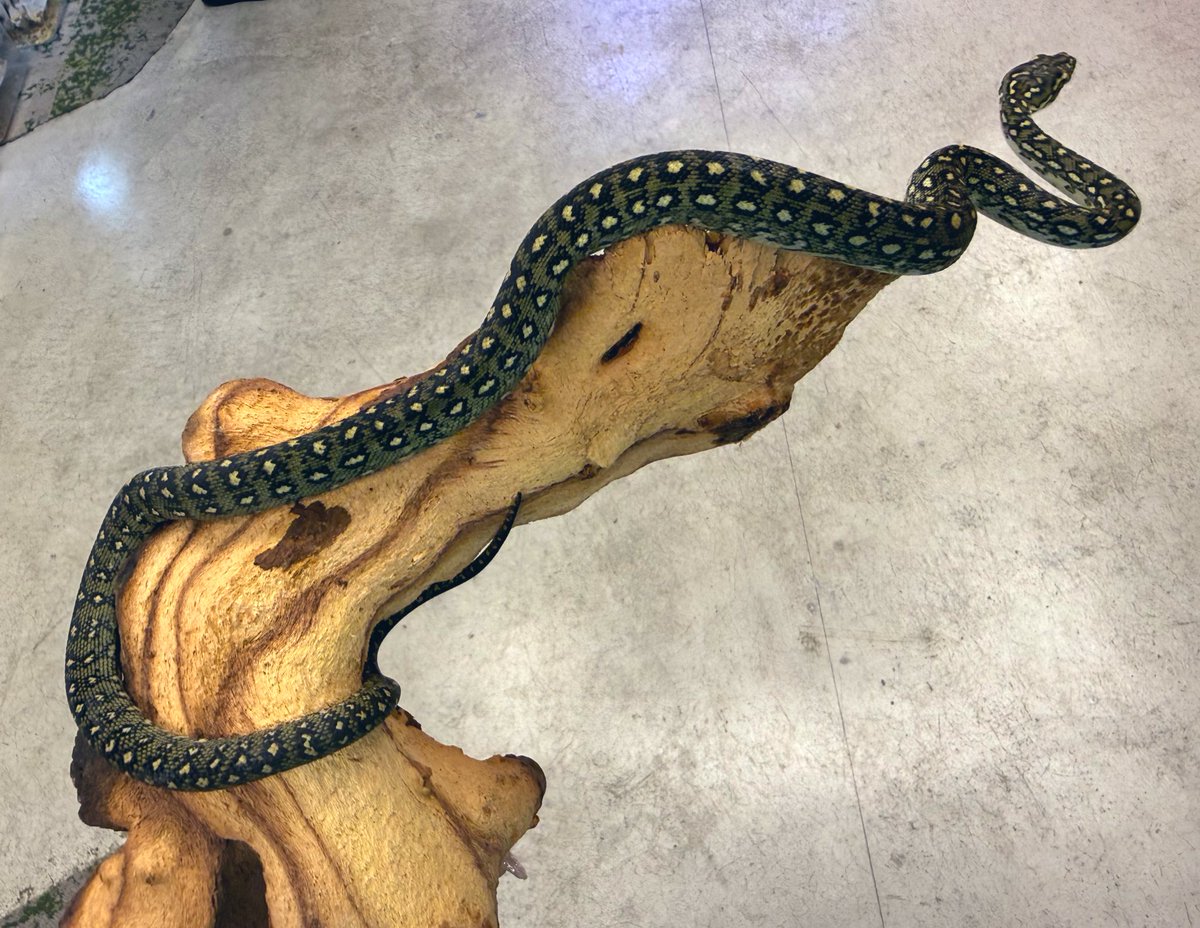 REPTILES TOKYO 秋葉原本店 tweet media