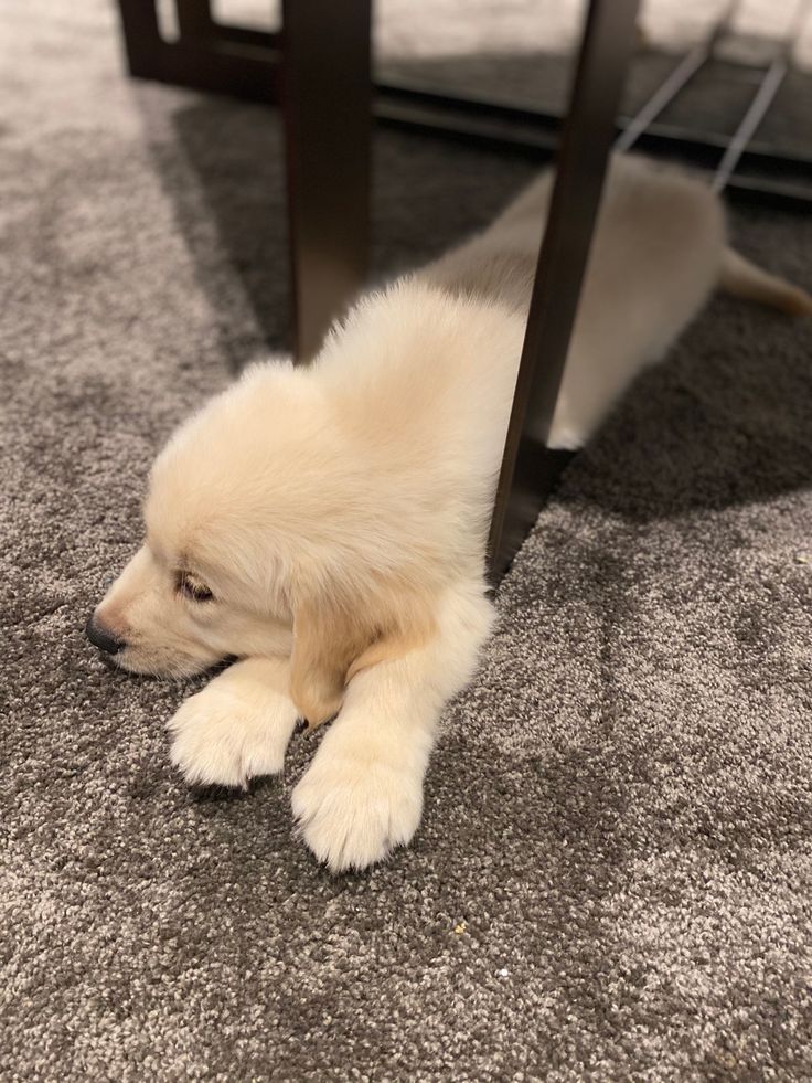 Tweet of Animals tweet media