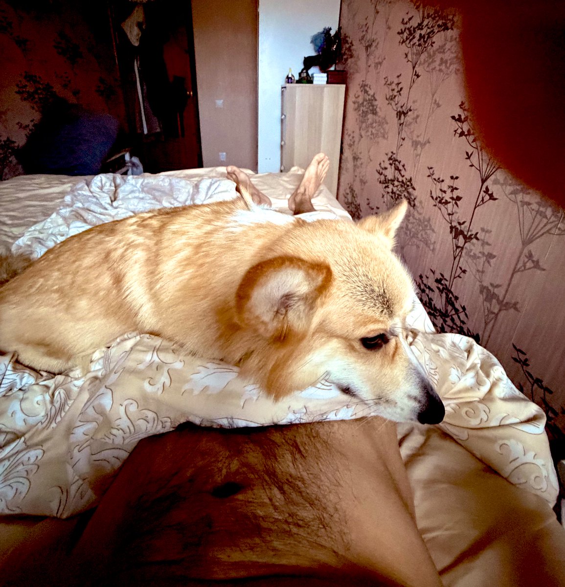 Скованный одной корги