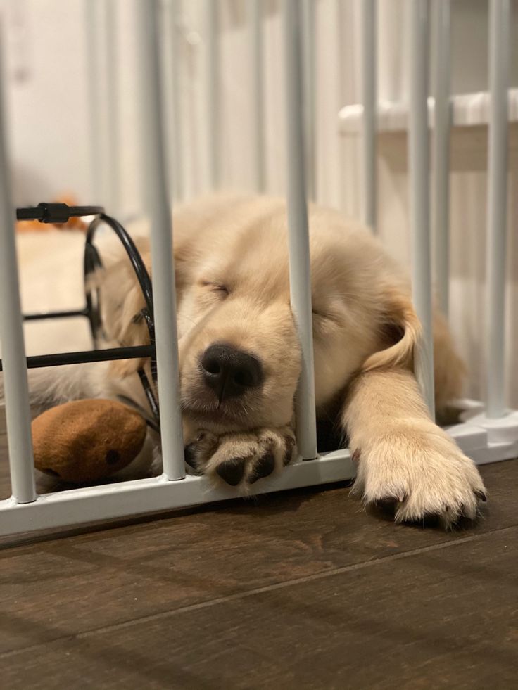 Tweet of Animals tweet media