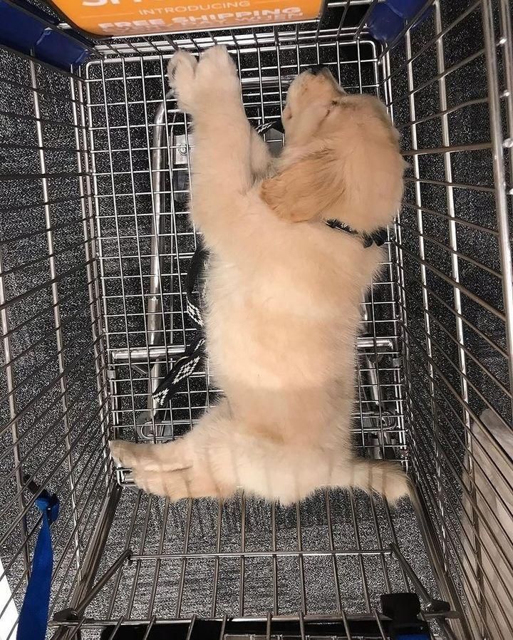 Tweet of Animals tweet media