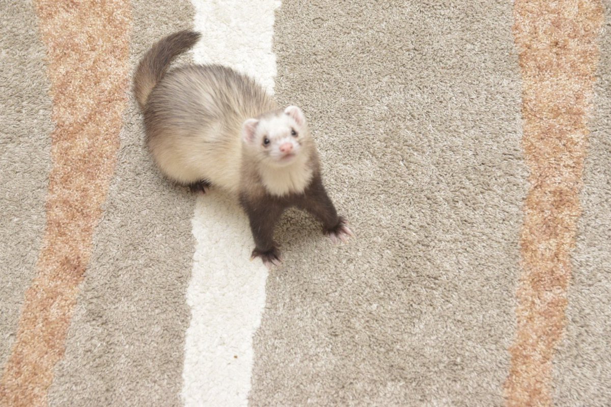 K A H O . (@kaho_ferret) on Twitter photo 