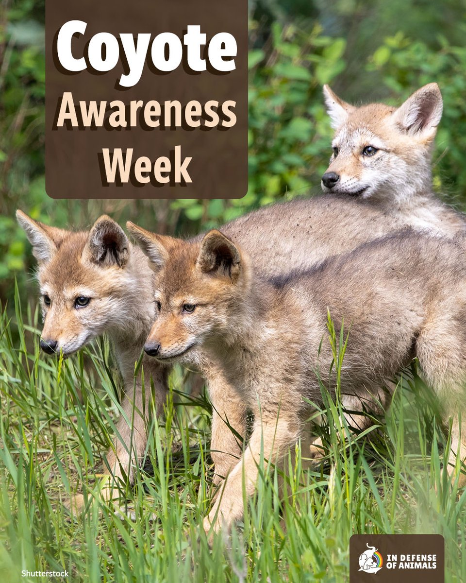 In Defense Of Animals tweet media