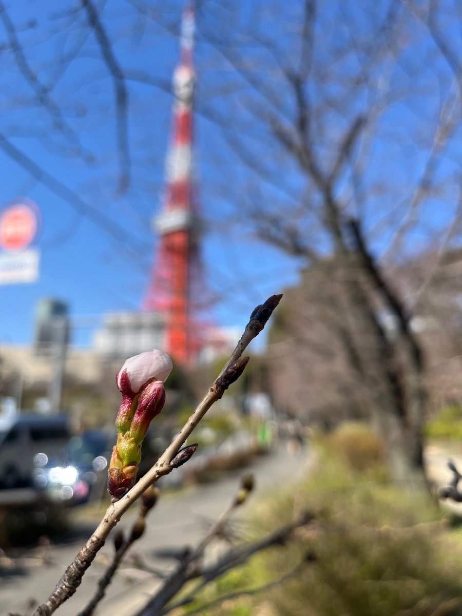 都立芝公園 tweet media