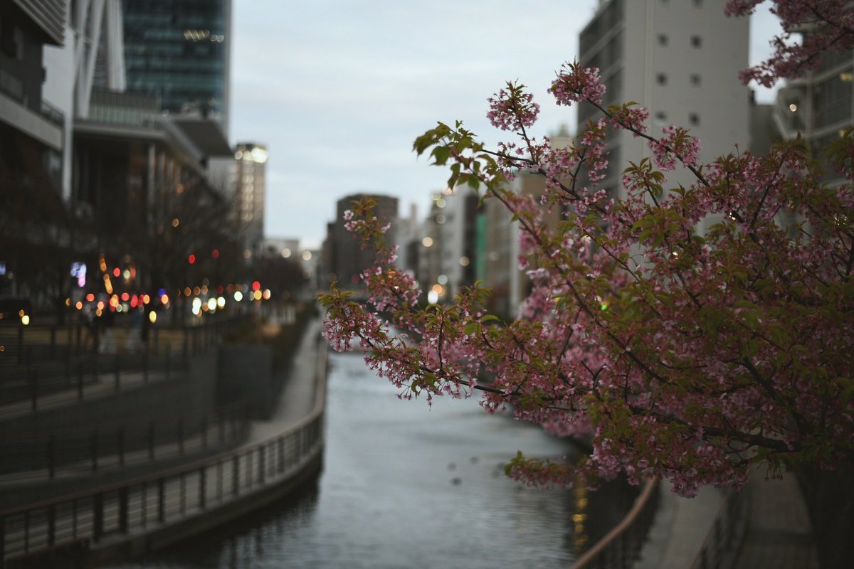 dbdnzh_Y's tweet photo. 東京散策
Nikon D850 https://t.co/za42mw9VU4