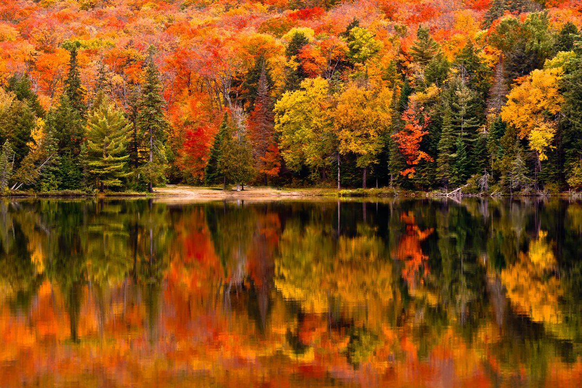 CanHCBrunei's tweet image. Both Canada and Brunei Darussalam are home to incredible biodiversity—from Canada’s vast forests to the pristine rainforest of Ulu Temburong National Park.

Protecting nature is a value we share.

#NatureConnects