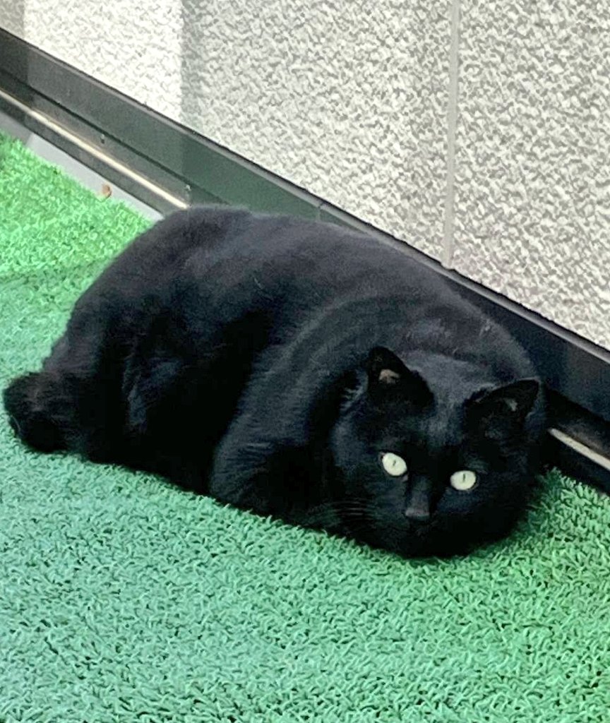 ねこねこ日和 tweet media