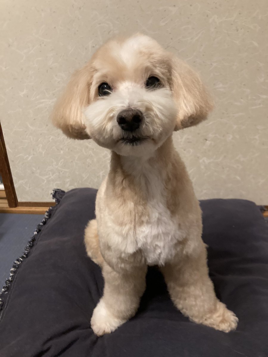 Wansuke_I@titan鯖 tweet media