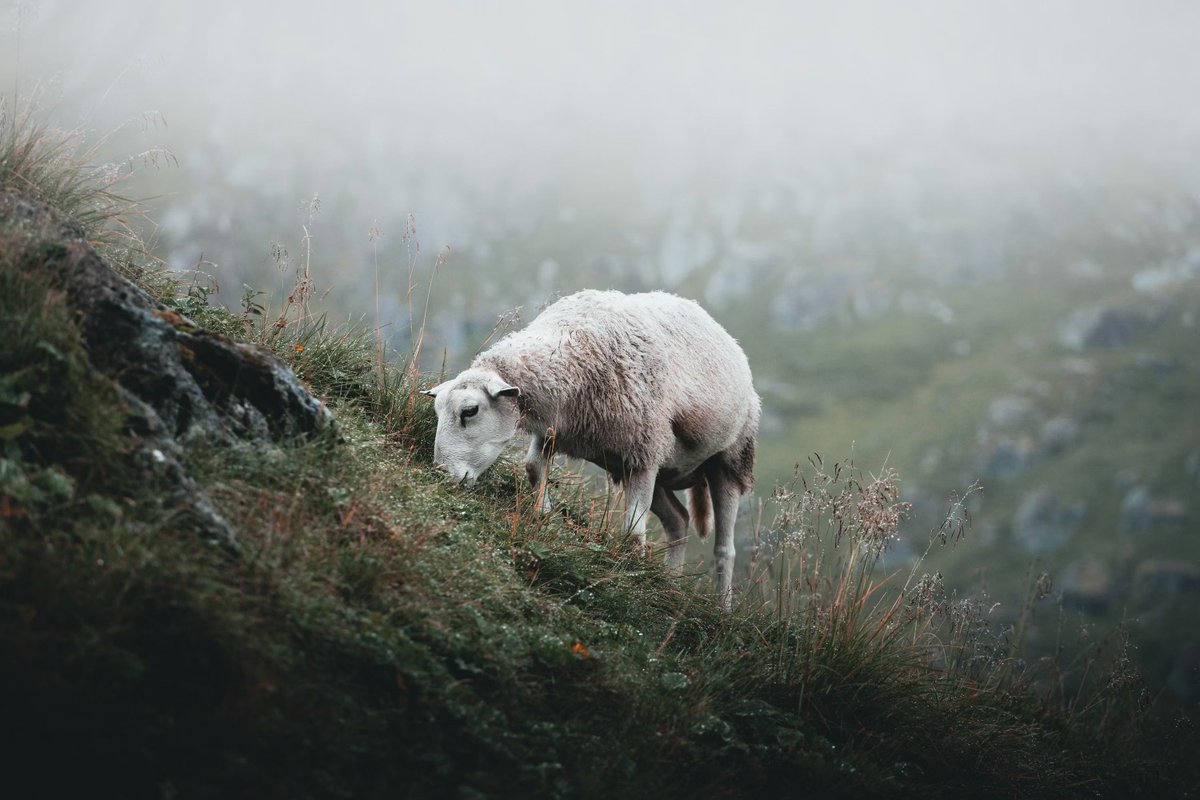 Aquila Report tweet media