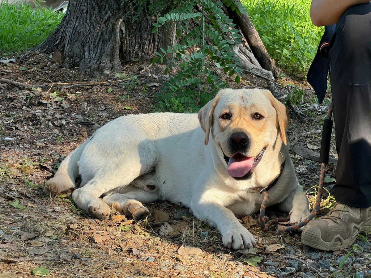 Lina Wijaya tweet media