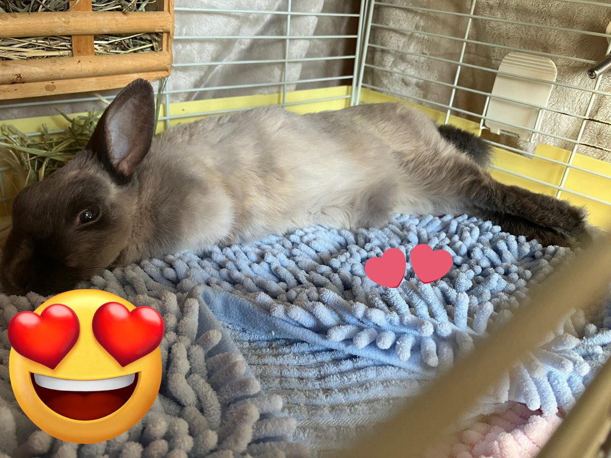 ウサギの部屋 tweet media