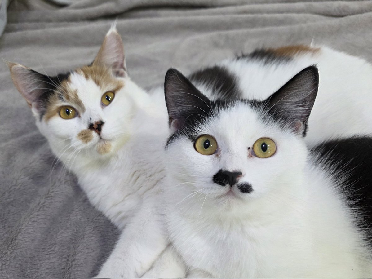 แมวทองมี กวีพเนจร tweet media