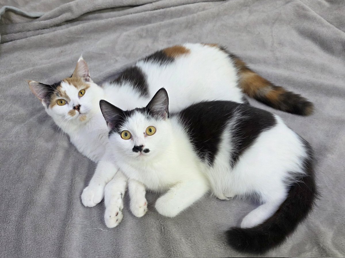 แมวทองมี กวีพเนจร tweet media