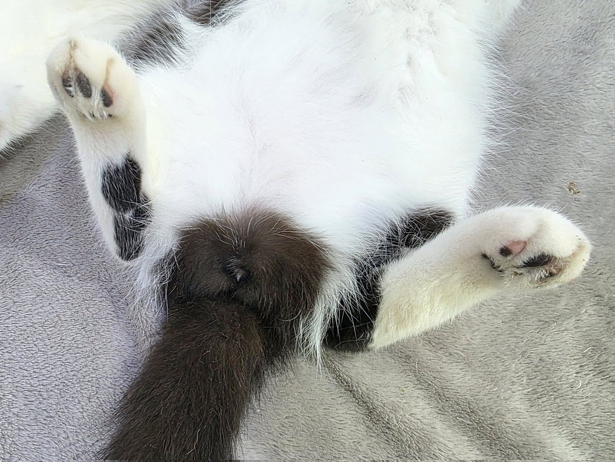 แมวทองมี กวีพเนจร tweet media