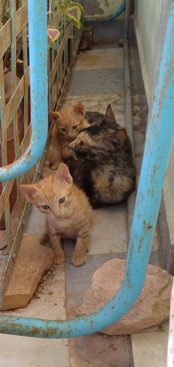 oceanmachali's tweet photo. Cats https://t.co/aoDkRpSbxG