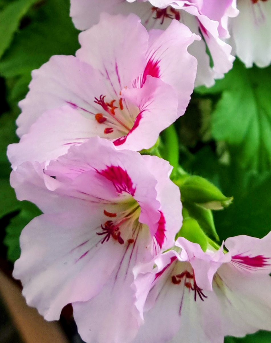 Elisabeth Swedman tweet media