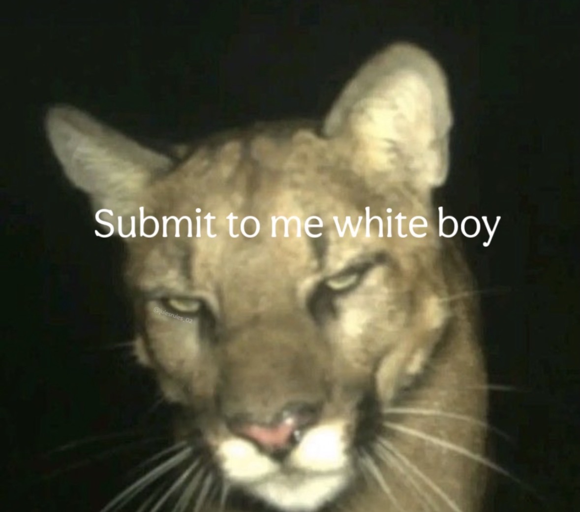 raccoon aesthetic. tweet media