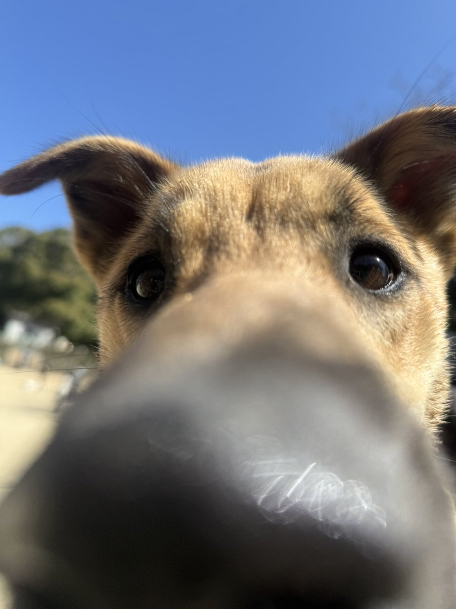 silspi's tweet photo. いつものラン
琥太郎くんと遊んだち!
#雑種犬 #zasshu #Chita_dog #知多犬 #野犬の子 https://t.co/AHD3uvClwJ