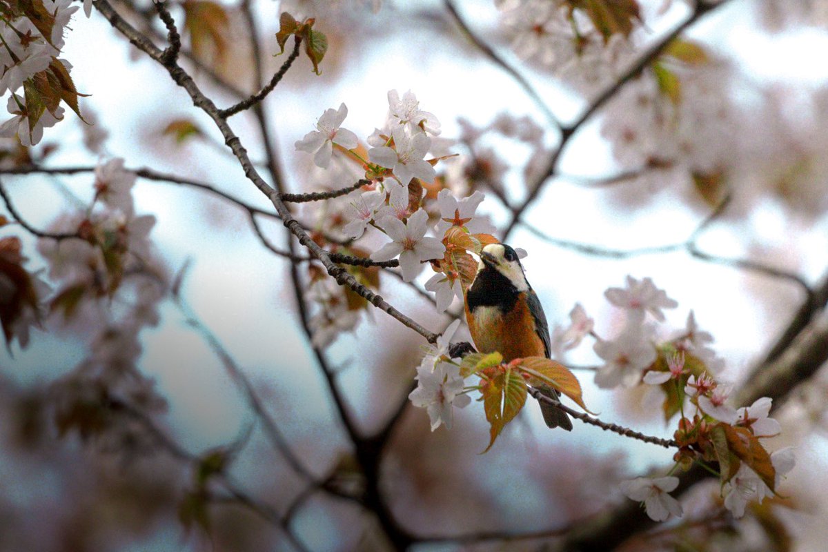 こーちゃ tweet media