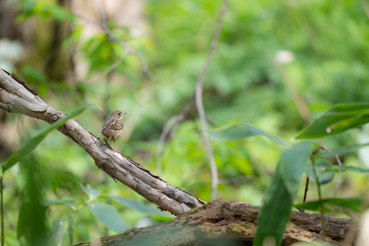 こーちゃ tweet media