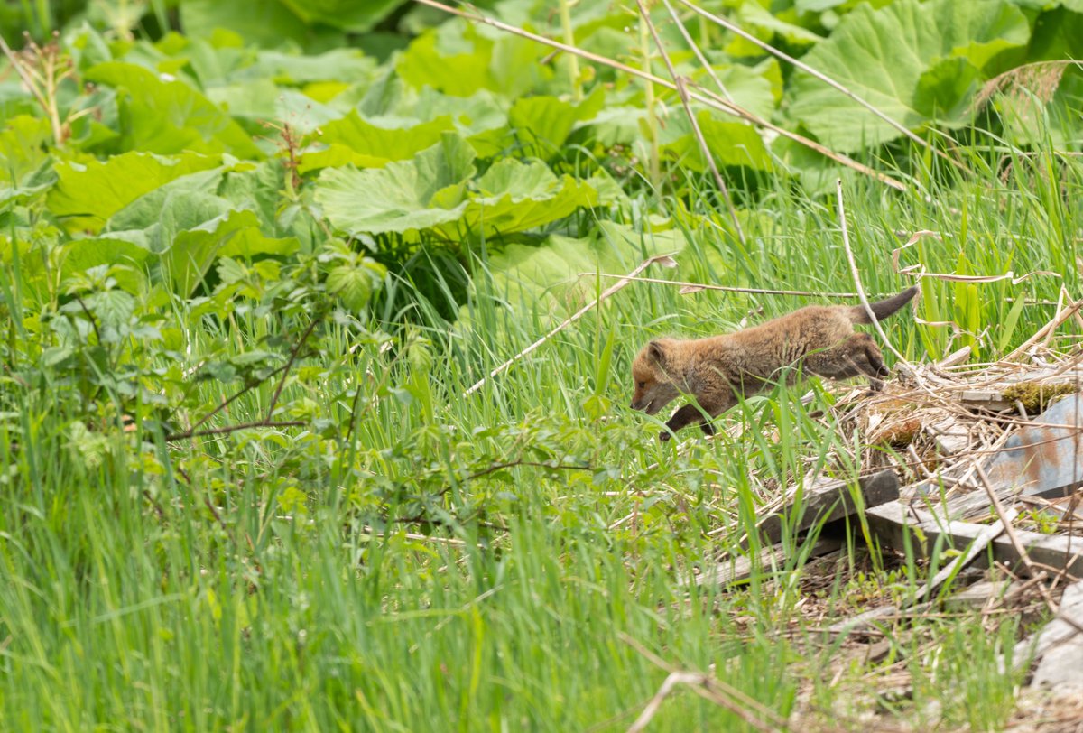 こーちゃ tweet media