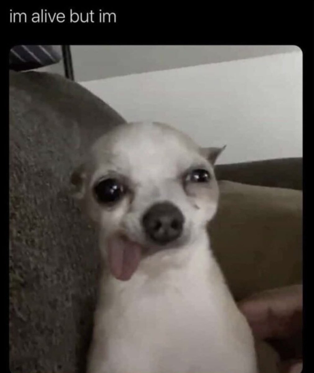 raccoon aesthetic. tweet media