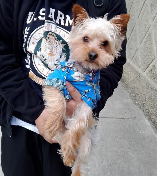 MapPerros tweet media