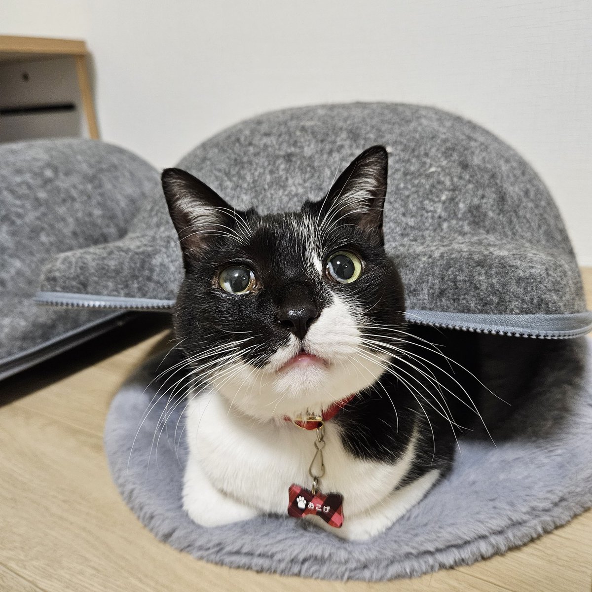 mame_73's tweet photo. @neko_magazine よろしくお願いします！

猫の名前：おこげ
飼い主の名前：まめ

 #春のねこまつり2026 https://t.co/OYFyTml92Y