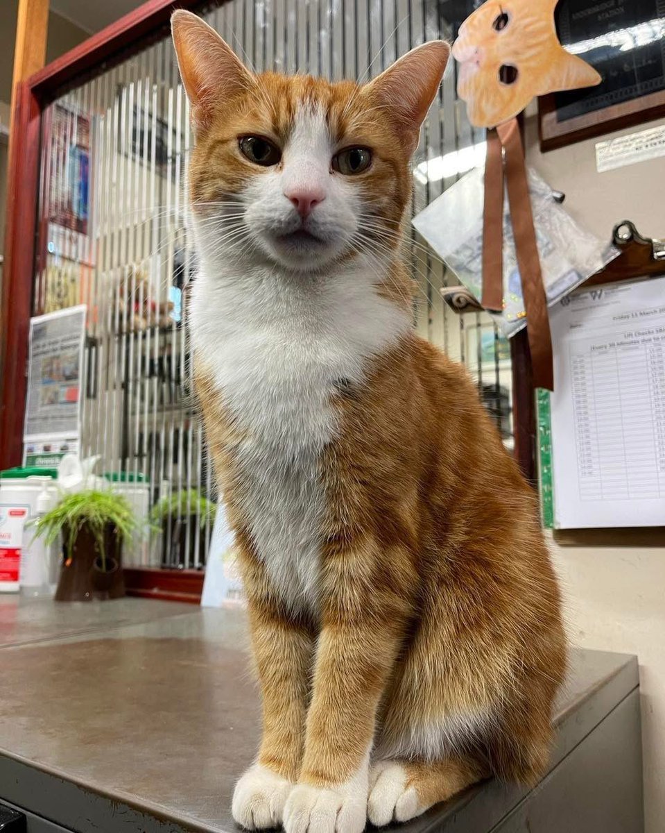 Good morning &amp; welcome to #Caturday 

Today is a brand new page.

Take a deep breath, take one teeny- tiny step, and believe in yourself a little more than yesterday.

You’re doing better than you think.

Now go shine……

#cats #cats #Cat #CatsOnTwitter #CatsOfTwitter