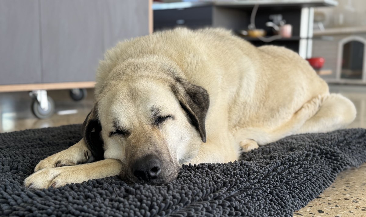 Calliss Clan (@callissclan.bsky.social) tweet media