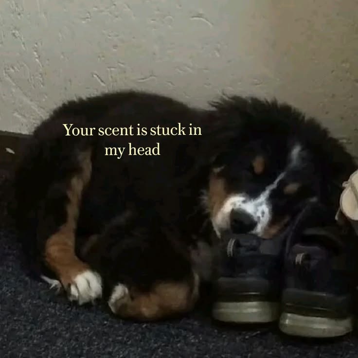 caninepoetry tweet media