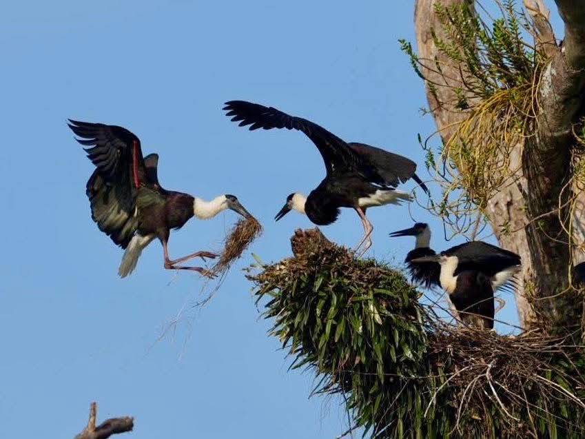 สวนสัตว์เปิดเขาเขียว Khao Kheow Open Zoo tweet media