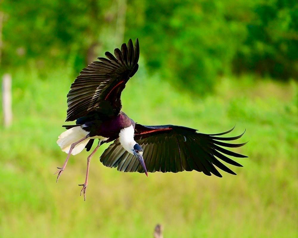 สวนสัตว์เปิดเขาเขียว Khao Kheow Open Zoo tweet media