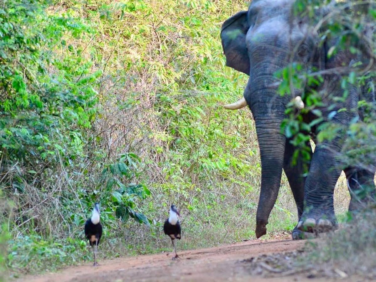 สวนสัตว์เปิดเขาเขียว Khao Kheow Open Zoo tweet media