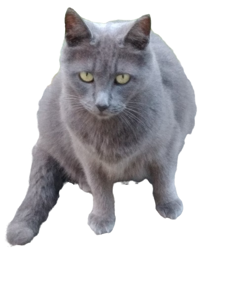 J. Hali Steele tweet media