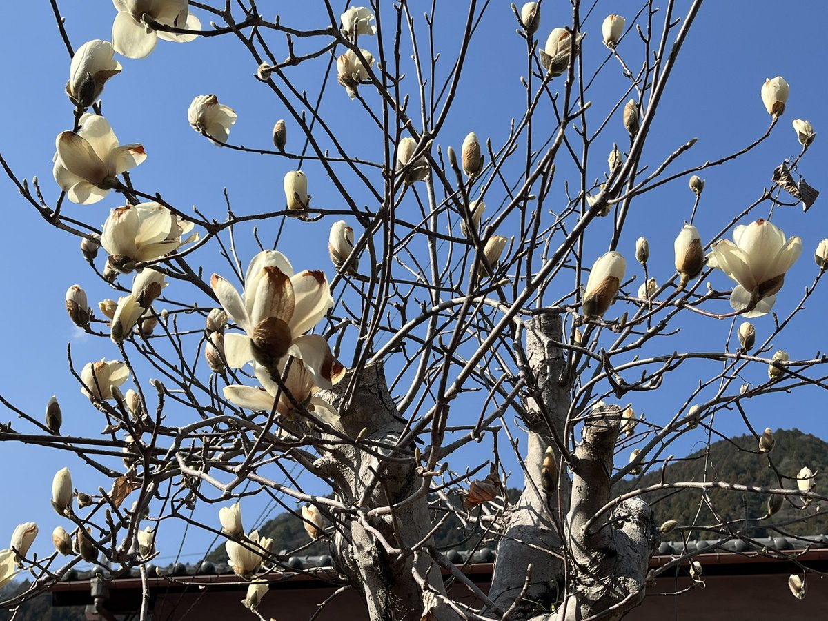 ＼Tea!／
✨🦌✨