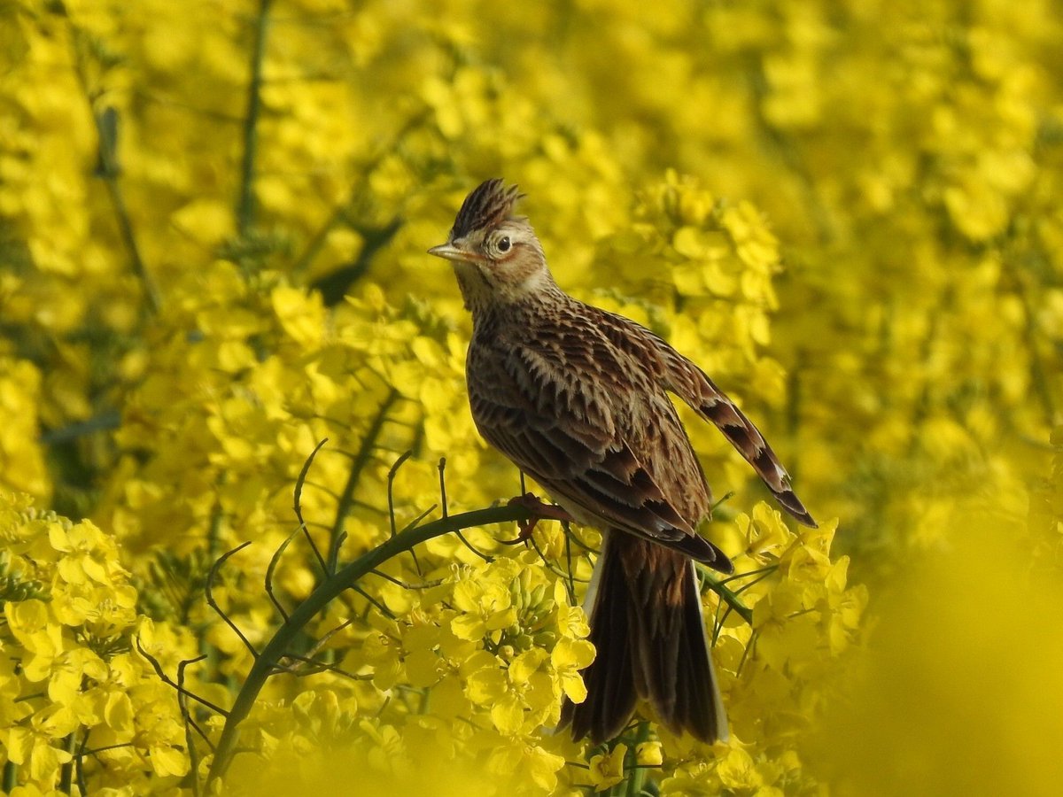 South Downs National Park tweet media