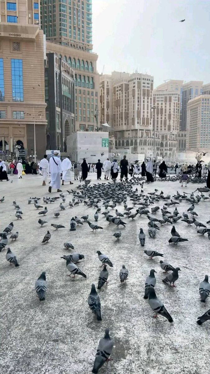 𝗦𝗛𝗔𝗭𝗨 𝗞𝗛𝗔𝗡 tweet media