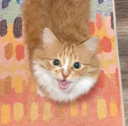 Copper (like the metal) tweet media