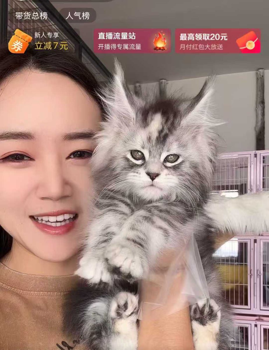 我这个号算是废了，全是缅因直播间😂 https://t.co/IKBVFY1qS5