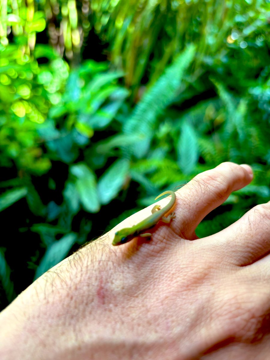 Nicolas Chéron tweet media