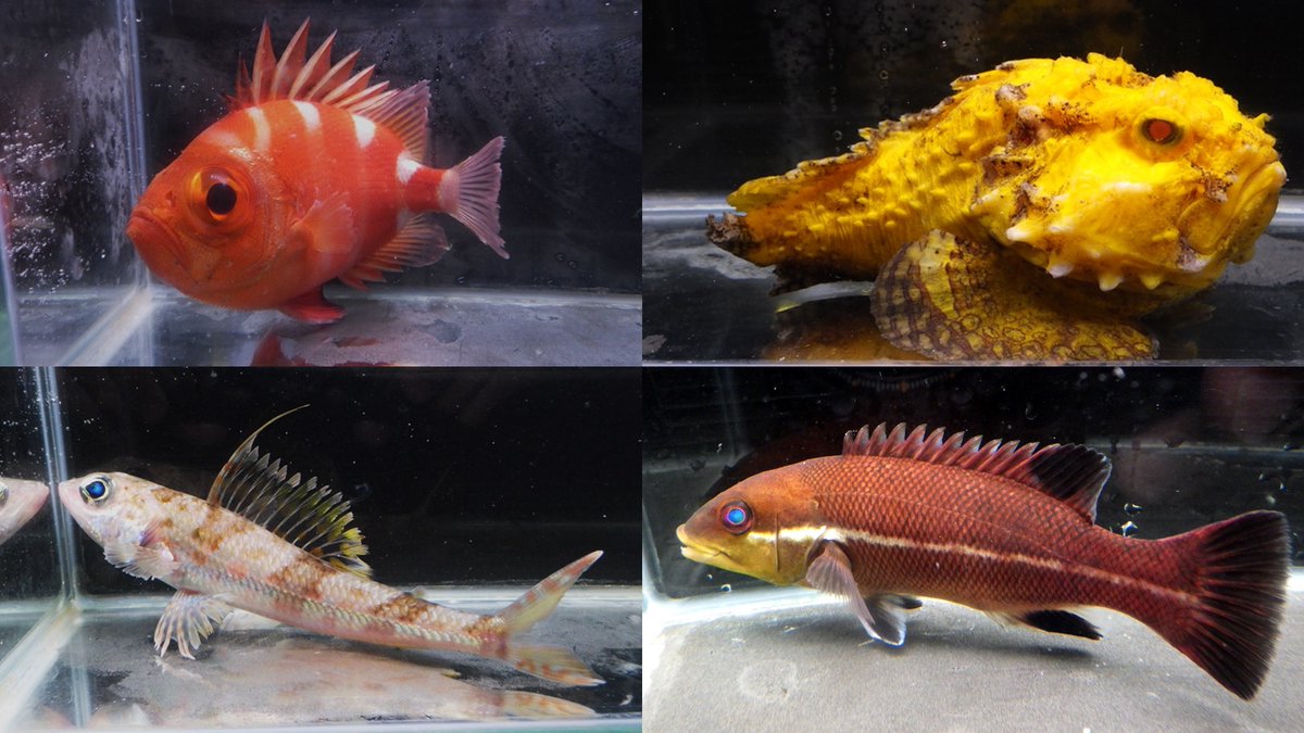 Elasmobranch_JP's tweet photo. 入荷情報！

クルマダイ　　　約13 cm　　
ダルマオコゼ黄　約13 cm   　レアカラー
イトヒキヒメ　　15~20 cm　初入荷
コブダイ幼魚　　約8cm　　  

数年ぶりに登場した種に加え、
初入荷種＆レア色個体も入荷です！
ぜひ要チェックですよ！

#魚の道
#海水魚 #深海魚  
#深海生物 #海の生き物 https://t.co/elyu5s8TJK